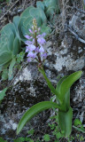 Orchis patens ssp. canariensis.