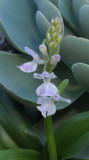 Orchis patens ssp. canariensis. Closer.