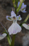 Orchis patens ssp. canariensis. Close-up.