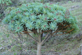 Euphorbia atropurpurea