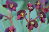 Euphorbia atropurpurea. Close-up.