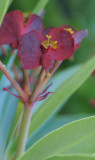 Euphorbia atropurpurea. Close-up.