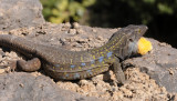 Gallotia galloti eisentrauti