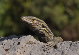 Gallotia galloti eisentrauti
