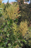 Rumex lunaria