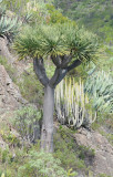 Dracaena draco