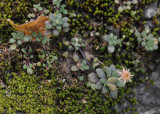 Monanthes praegeri