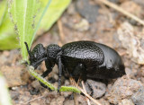 Meloe tuccius