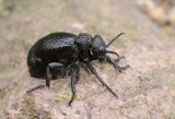 Meloe tuccius