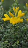 Teline canariensis. Closer.