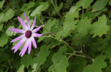 Pericallis lanata. Closer.