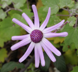 Pericallis lanata. Close-up.