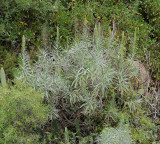 Echium virescens