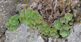 Greenovia aizoon
