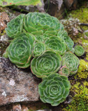 Greenovia aizoon. Close-up.