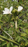 Vanilla phalaenopsis. Closer.