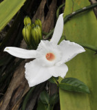 Vanilla phalaenopsis. Close-up.
