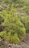 Pandanus multispicatus