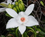 Vanilla phalaenopsis. Close-up.