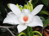 Vanilla phalaenopsis. Close-up.