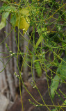 Cassytha filiformis