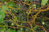 Cassytha filiformis