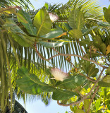 Barringtonia asiatica