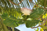 Barringtonia asiatica