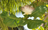 Barringtonia asiatica