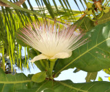 Barringtonia asiatica. Close-up.