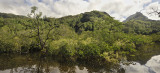 Mangrove