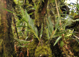 Agrostophyllum occidentale