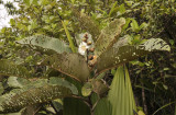 Dillenia  ferruginea