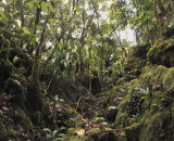 Mossy forest on Morne Blanc.