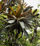 Northea hornei foliage.
