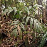 Roscheria melanochaetes. Young plant.