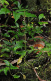 Goodyera seychellarum