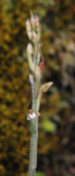 Goodyera seychellarum. Closer.