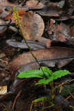 Malaxis seychellarum