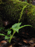 Malaxis seychellarum