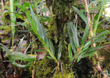 Agrostophyllum occidentale