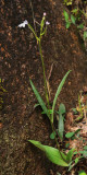 Cynorkis fastigiata