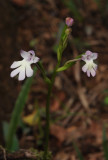 Cynorkis fastigiata. Closer.
