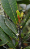 Erythroxylum sechellarum