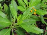 Gynura sechellensis. Closer.