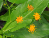 Gynura sechellensis. Close-up.
