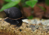 Pachnodus niger