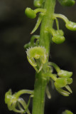 Malaxis seychellarum. Close-up