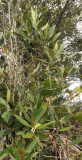 Paragenipa lancifolia