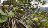 Syzygium wrightii